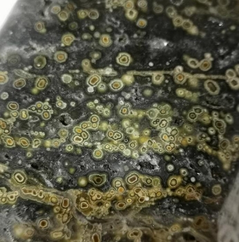 Ocean Jaspis orbicular